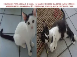 Gato raça SRD idade 2 a 6 meses nome 2 gatinhos 