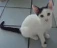 2 gatinhos 