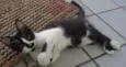 2 gatinhos 