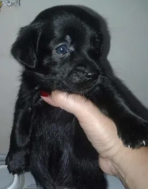 Cachorro raça raça não definida idade Abaixo de 2 meses nome .