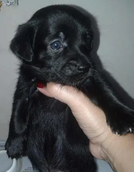 Cachorro ra a raça não definida idade Abaixo de 2 meses nome .