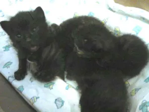 Gato raça  idade Abaixo de 2 meses nome Didi