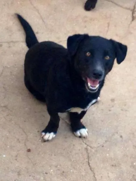 Cachorro ra a srx idade 2 anos nome Max