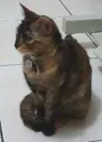 Kyara