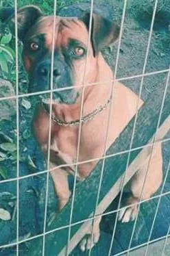 Cachorro ra a boxer idade 6 ou mais anos nome Molly