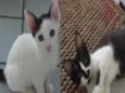 2 gatinhos 