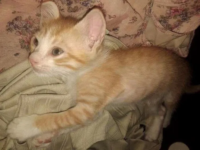 Gato ra a mestiça idade Abaixo de 2 meses nome vários 6 gatinhos