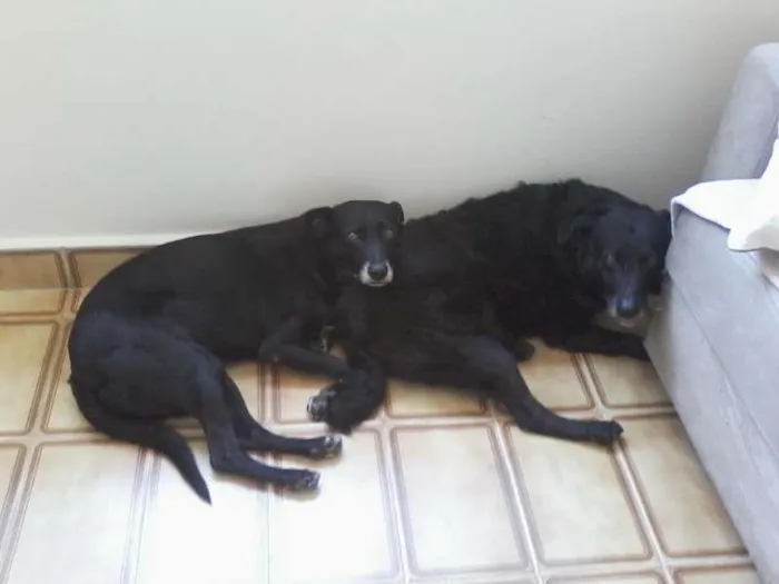 Cachorro ra a srd idade 6 ou mais anos nome negão GRATIFICA