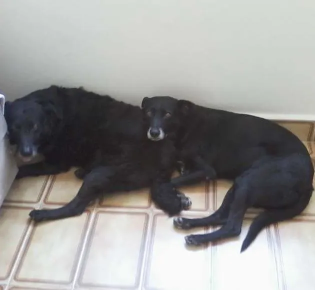 Cachorro ra a srd idade 6 ou mais anos nome negão GRATIFICA