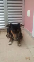 o cara