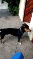o cara