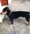 o cara