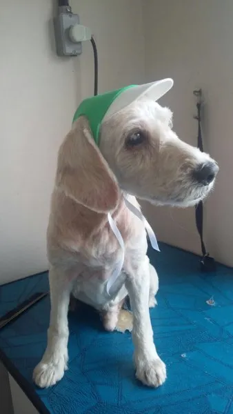 Cachorro ra a SRD idade 6 ou mais anos nome Guerreiro
