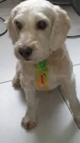 Guerreiro