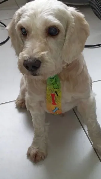 Cachorro ra a SRD idade 6 ou mais anos nome Guerreiro
