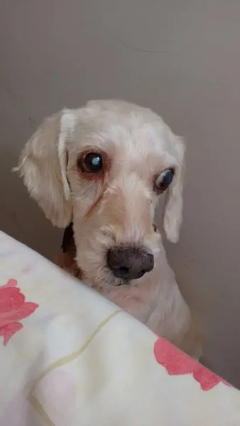 Cachorro ra a SRD idade 6 ou mais anos nome Guerreiro