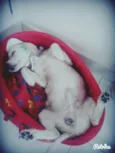 Guerreiro
