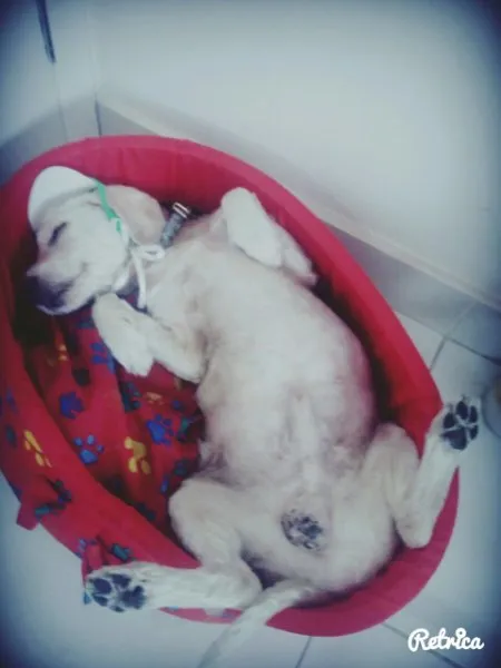 Cachorro ra a SRD idade 6 ou mais anos nome Guerreiro