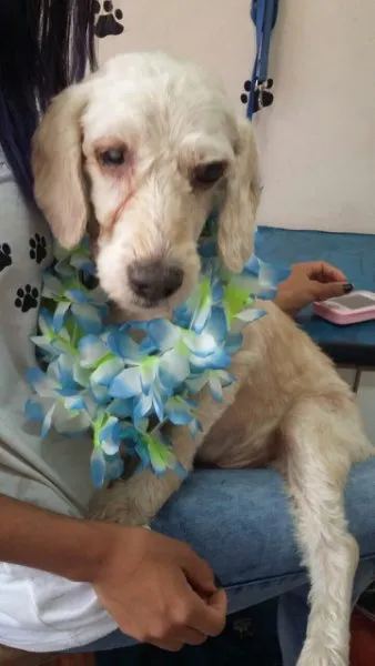 Cachorro ra a SRD idade 6 ou mais anos nome Guerreiro