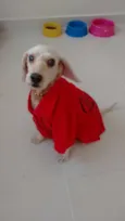 Guerreiro