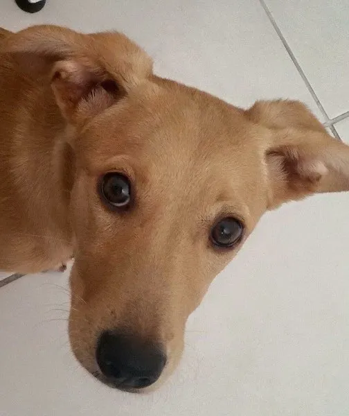Cachorro ra a SRD idade 7 a 11 meses nome Lindinha