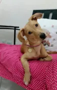 Lindinha