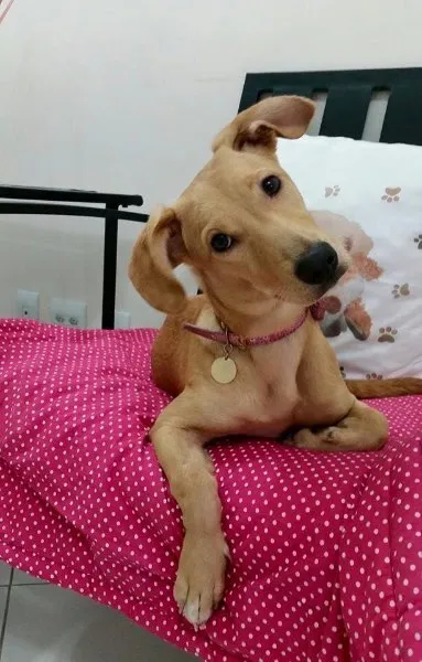 Cachorro ra a SRD idade 7 a 11 meses nome Lindinha