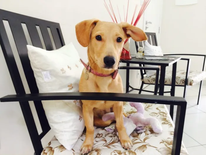 Cachorro ra a SRD idade 7 a 11 meses nome Lindinha