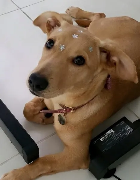 Cachorro ra a SRD idade 7 a 11 meses nome Lindinha