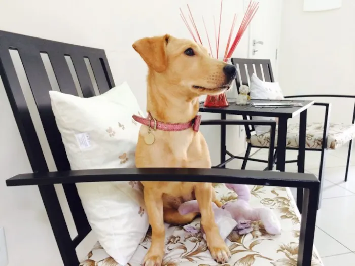 Cachorro ra a SRD idade 7 a 11 meses nome Lindinha