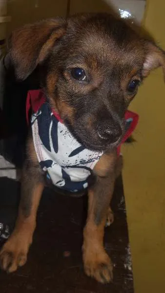 Cachorro raça SRD idade Abaixo de 2 meses nome Jolie