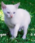 Margot