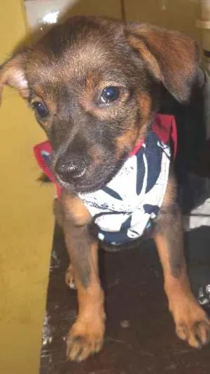 Cachorro raça SRD idade Abaixo de 2 meses nome Jolie