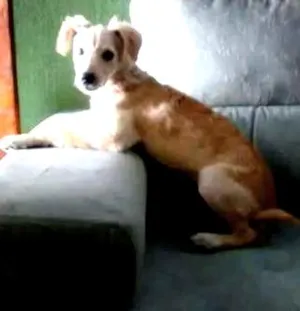 Cachorro raça poodle com uma raça grande idade 7 a 11 meses nome Dominic