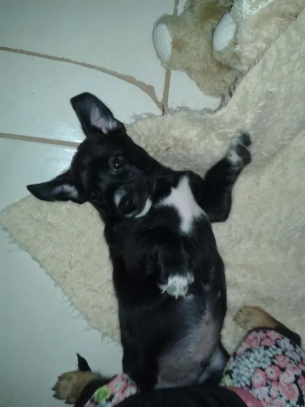 Cachorro ra a raça não definida idade Abaixo de 2 meses nome .