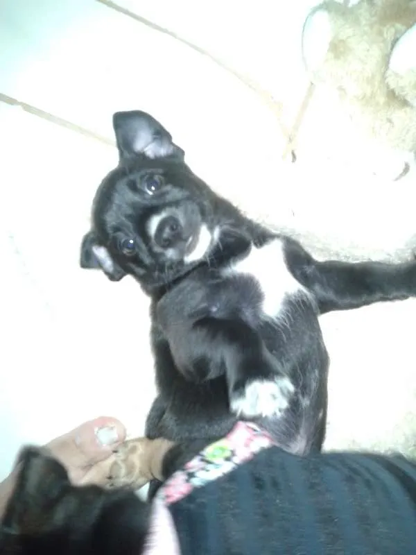 Cachorro ra a raça não definida idade Abaixo de 2 meses nome .