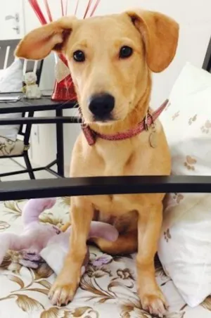 Cachorro raça SRD idade 7 a 11 meses nome Lindinha