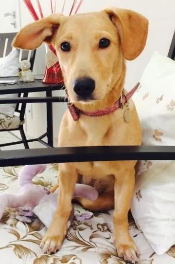 Cachorro ra a SRD idade 7 a 11 meses nome Lindinha
