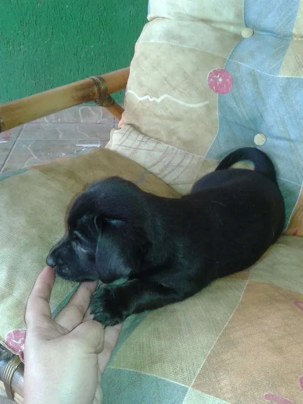 Cachorro ra a raça não definida idade Abaixo de 2 meses nome .