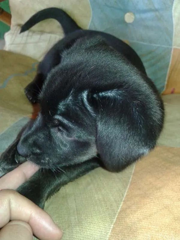 Cachorro ra a raça não definida idade Abaixo de 2 meses nome .