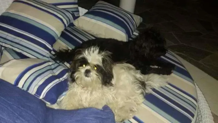 Cachorro ra a Lhasa Apso idade 7 a 11 meses nome july