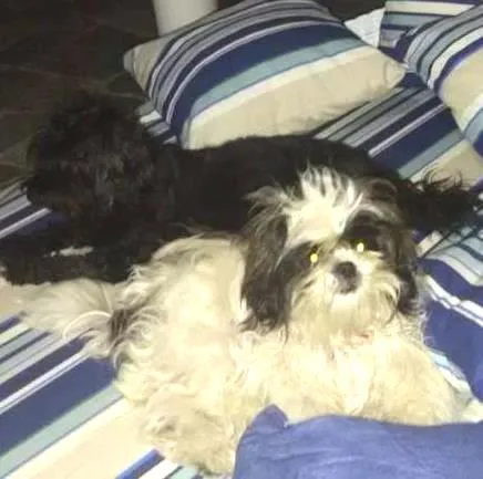 Cachorro ra a Lhasa Apso idade 7 a 11 meses nome july