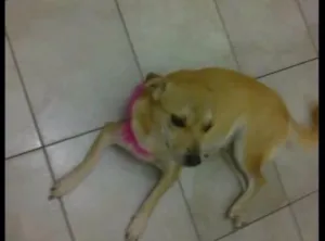 Cachorro raça SRD idade 4 anos nome Lana GRATIFICA