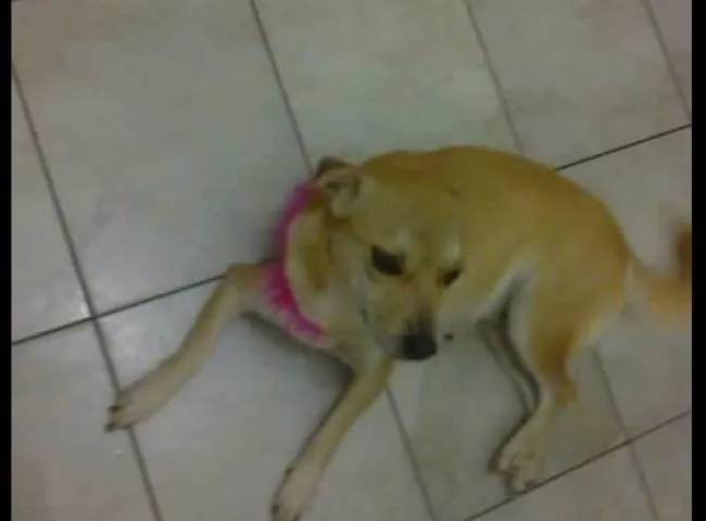 Cachorro ra a SRD idade 4 anos nome Lana GRATIFICA