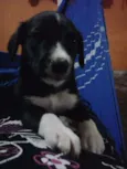 NEGUINHOS