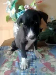 NEGUINHOS