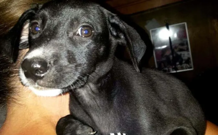 Cachorro ra a MISTURA DE LABRADOR idade 2 a 6 meses nome NEGUINHOS