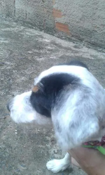Cachorro ra a poodle com vira lata  idade 2 a 6 meses nome flor