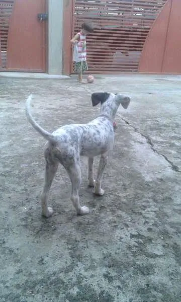 Cachorro ra a poodle com vira lata  idade 2 a 6 meses nome flor