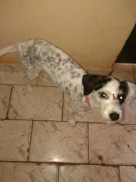 Cachorro ra a poodle com vira lata  idade 2 a 6 meses nome flor